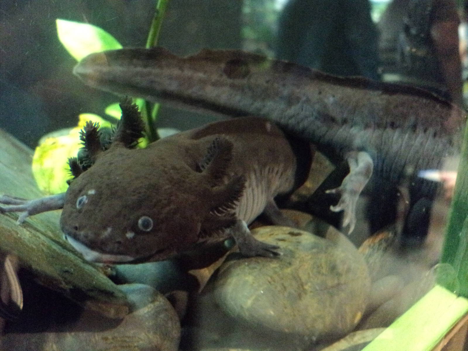 Maritime Aquarium- Mexican Axolotls