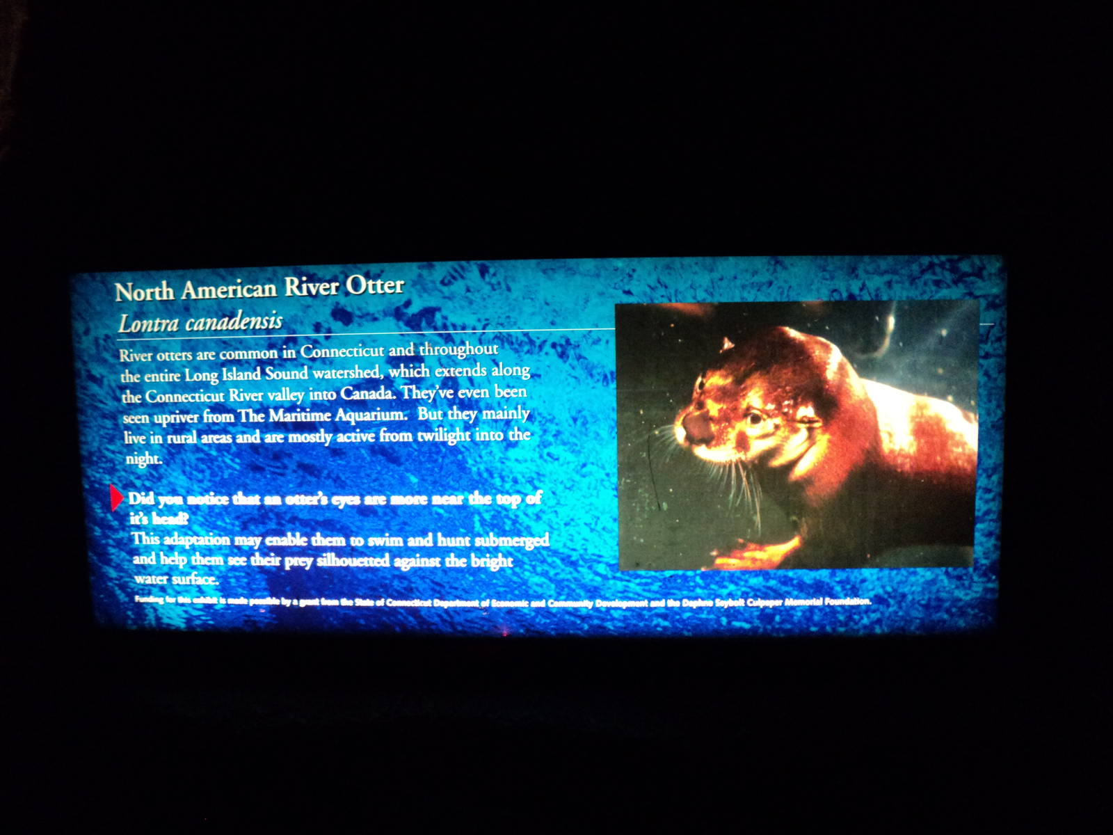 Maritime Aquarium- Otter Exhibit Signage