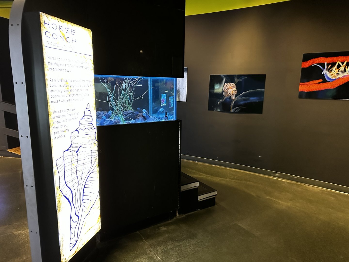 Maritime Aquarium Sea Slug Exhibits