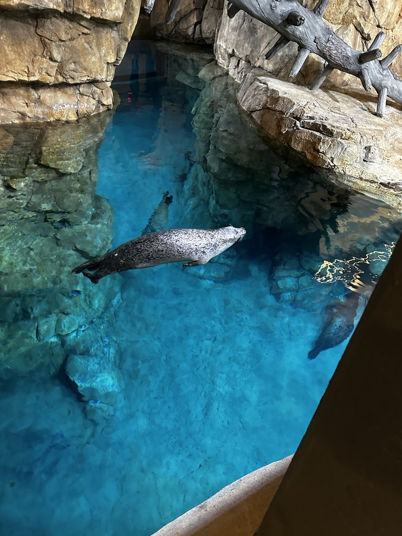 Maritime Aquarium Seal Habitat