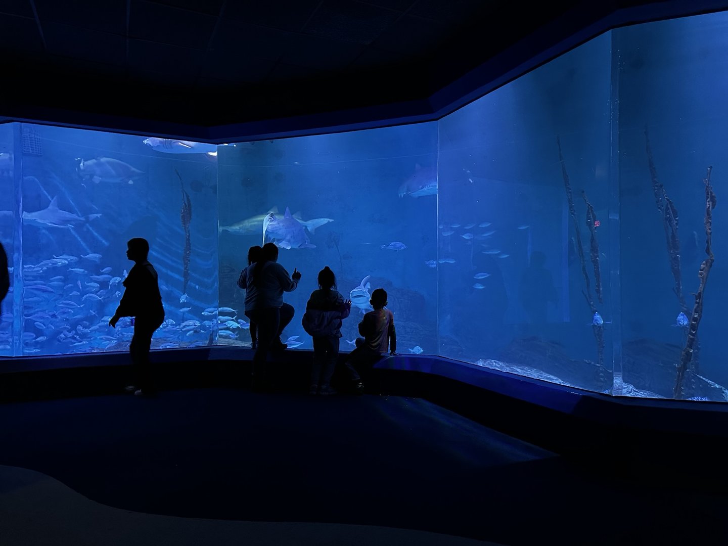 Maritime Aquarium Shark Tank