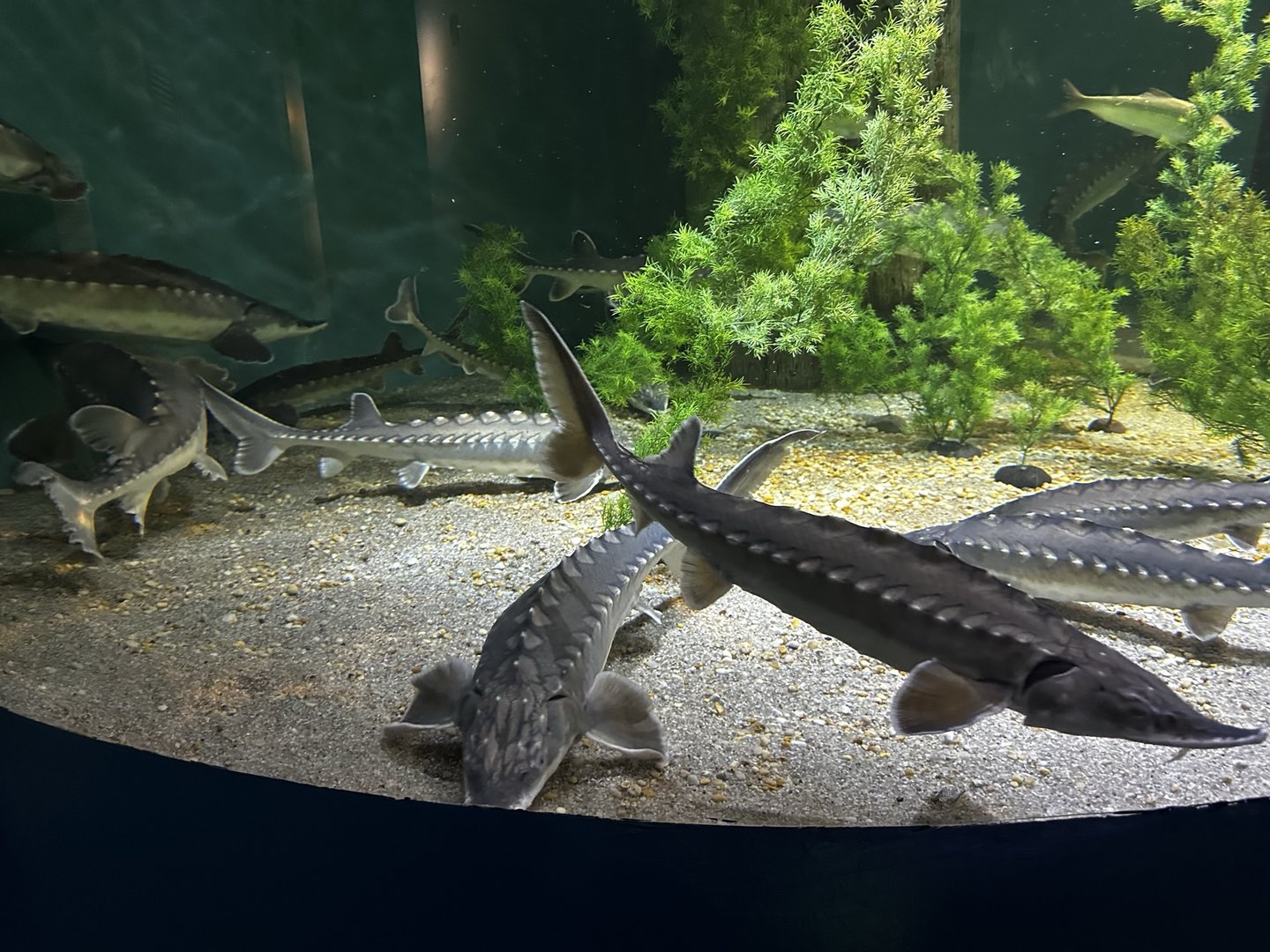 Maritime Aquarium Sturgeon Tank