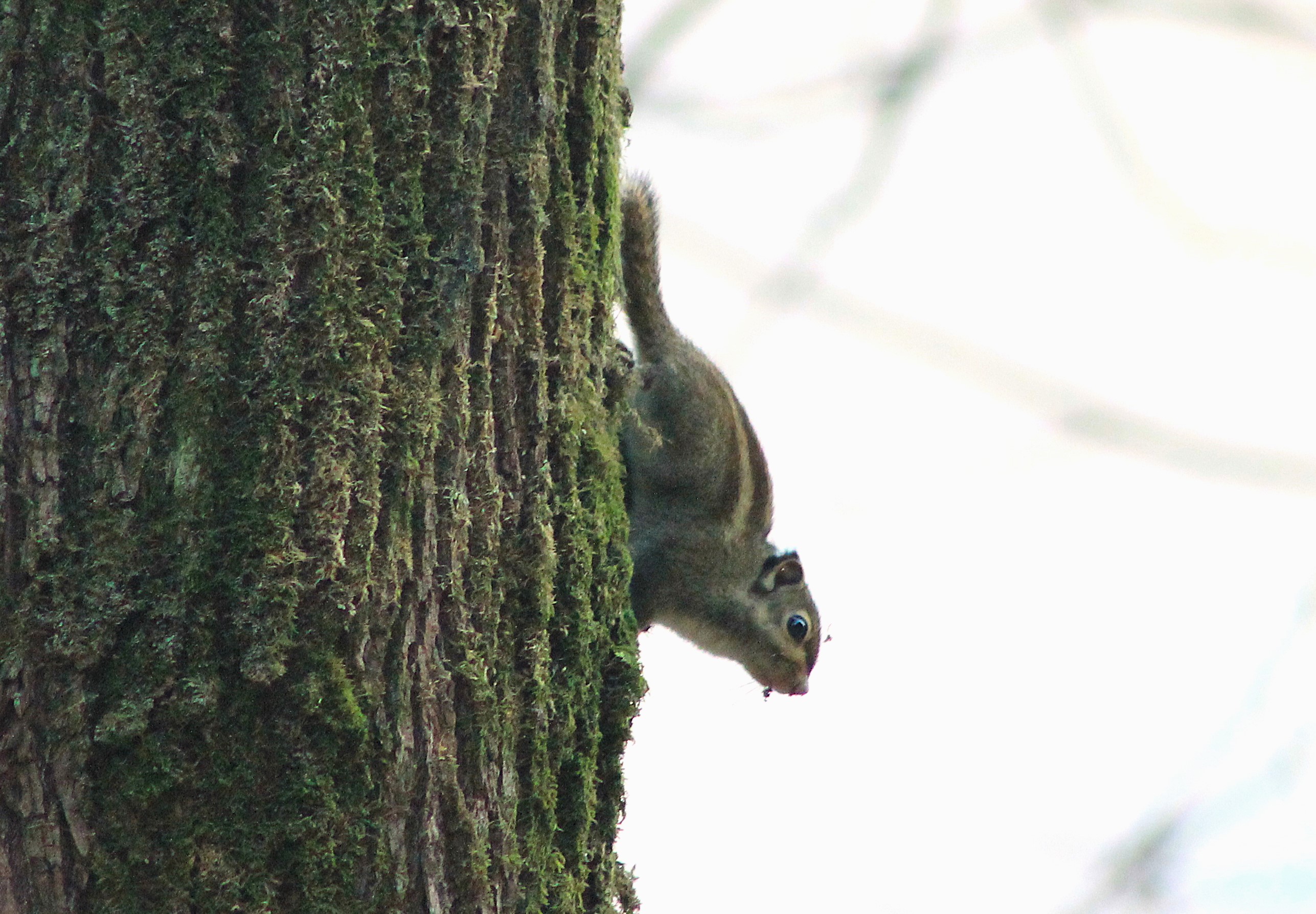 Maritime Squirrel (Tamiops maritimus)