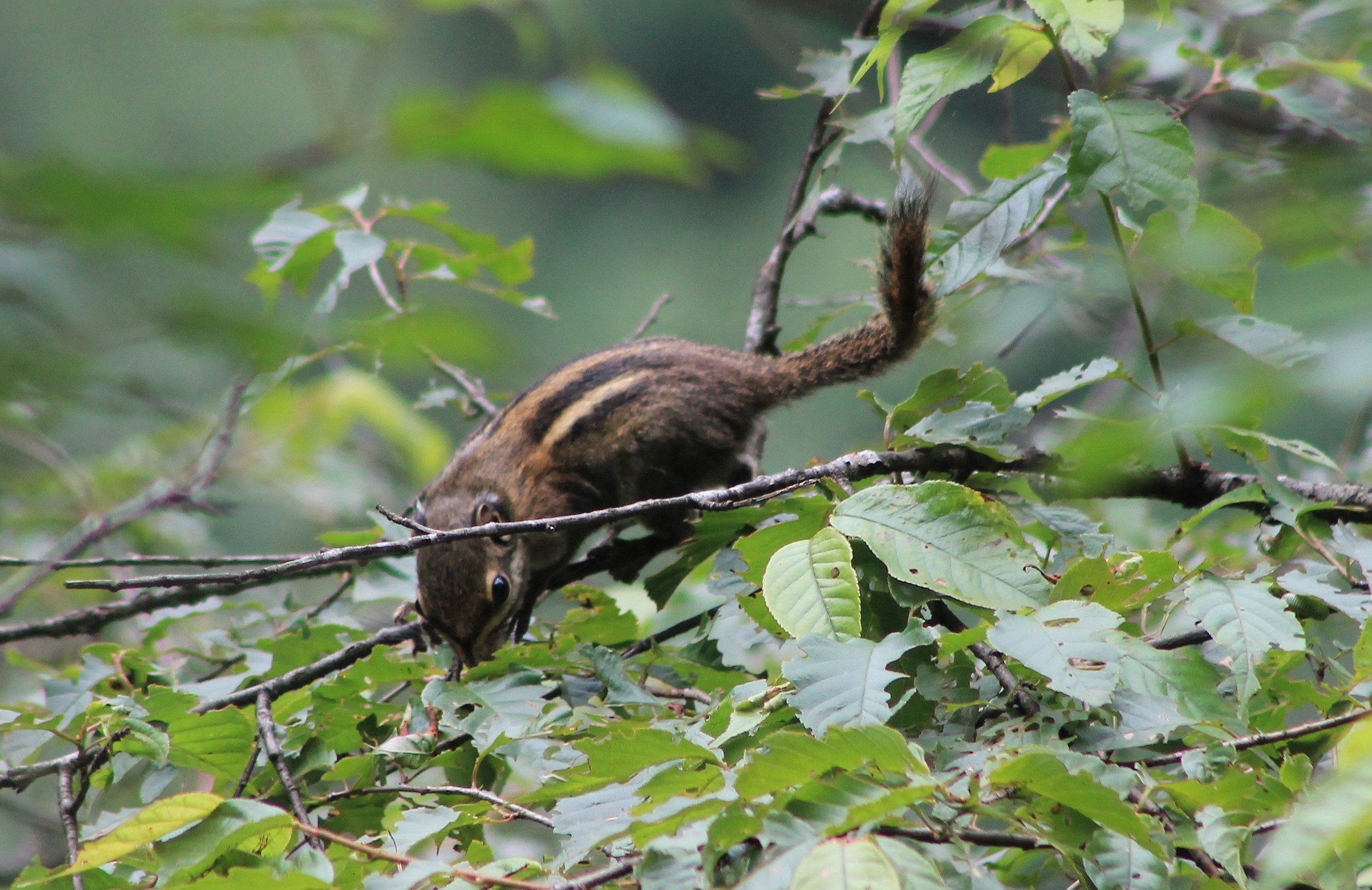 Maritime Squirrel (Tamiops maritimus)