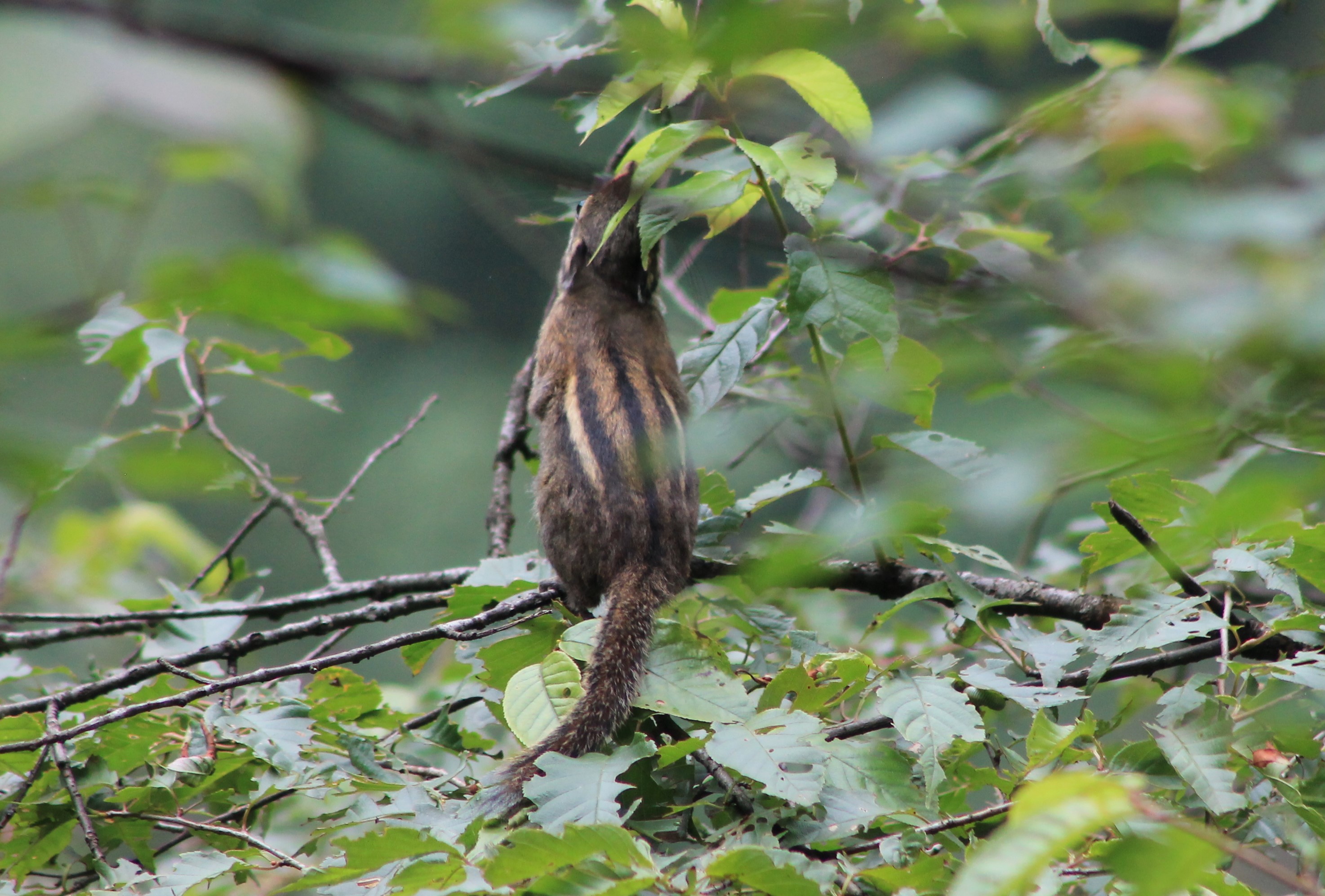 Maritime Squirrel (Tamiops maritimus)