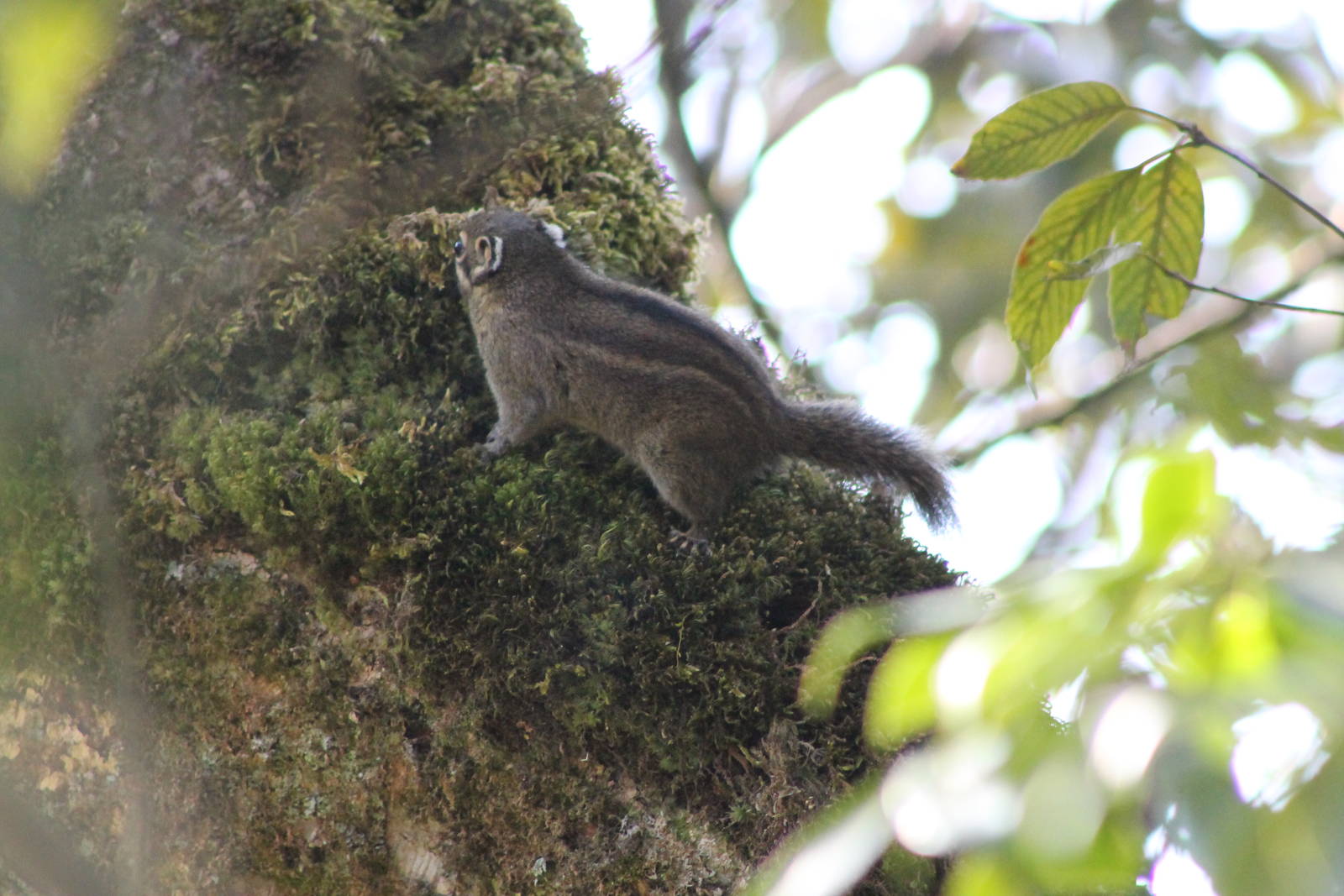 Maritime striped squirrel (Tamiops maritimus)
