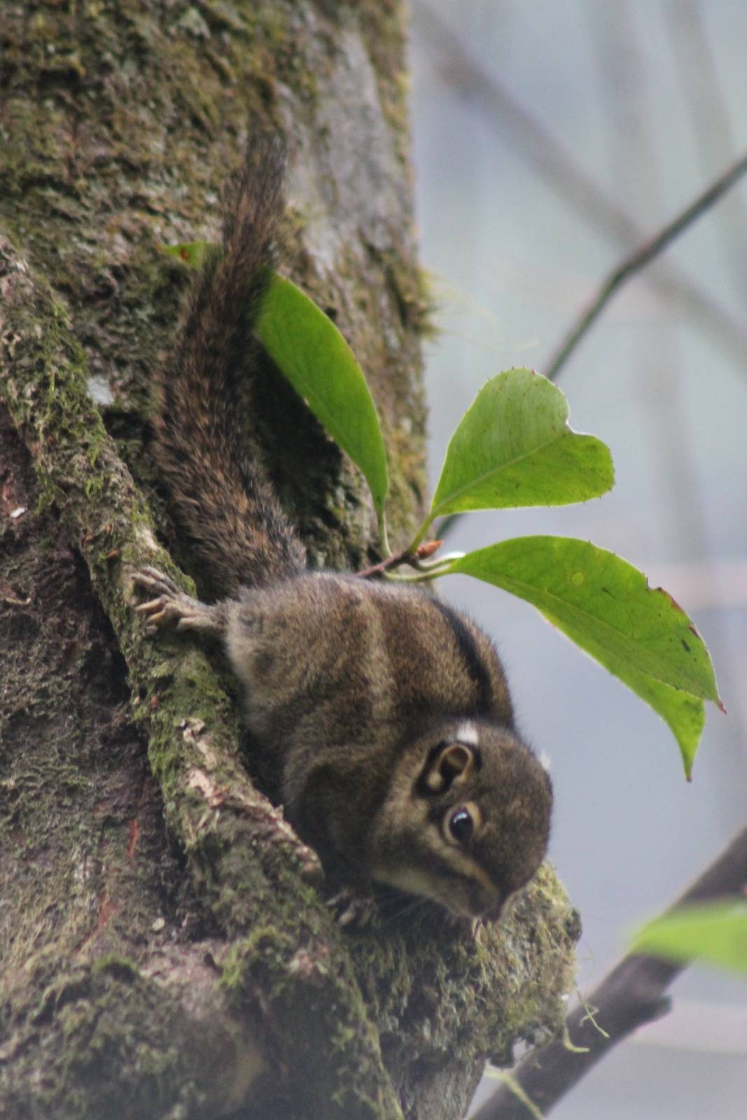 Maritime striped squirrel (Tamiops maritimus)