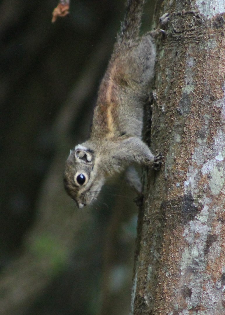 Maritime Striped Squirrel (Tamiops maritimus)