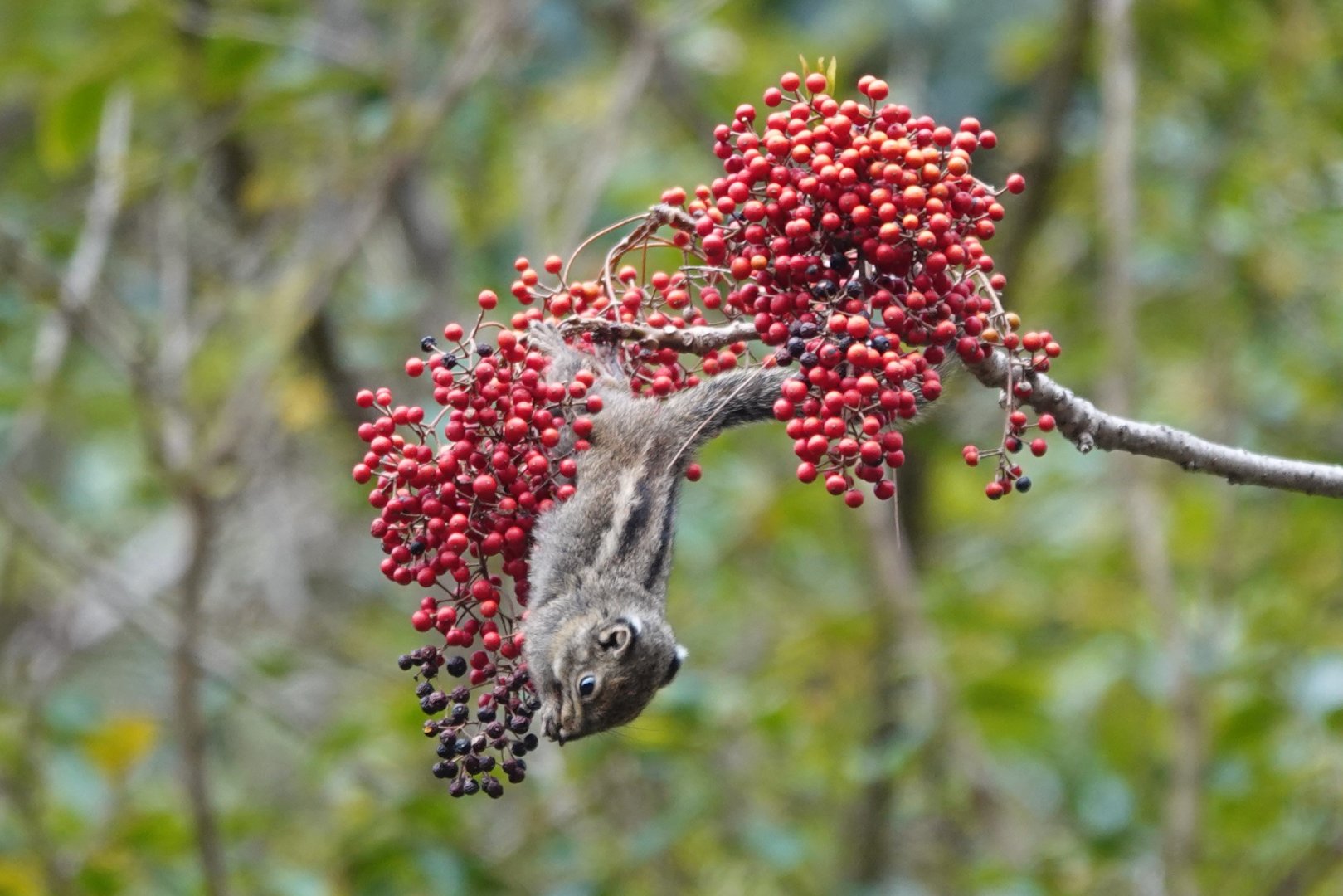 Maritime Striped Squirrel