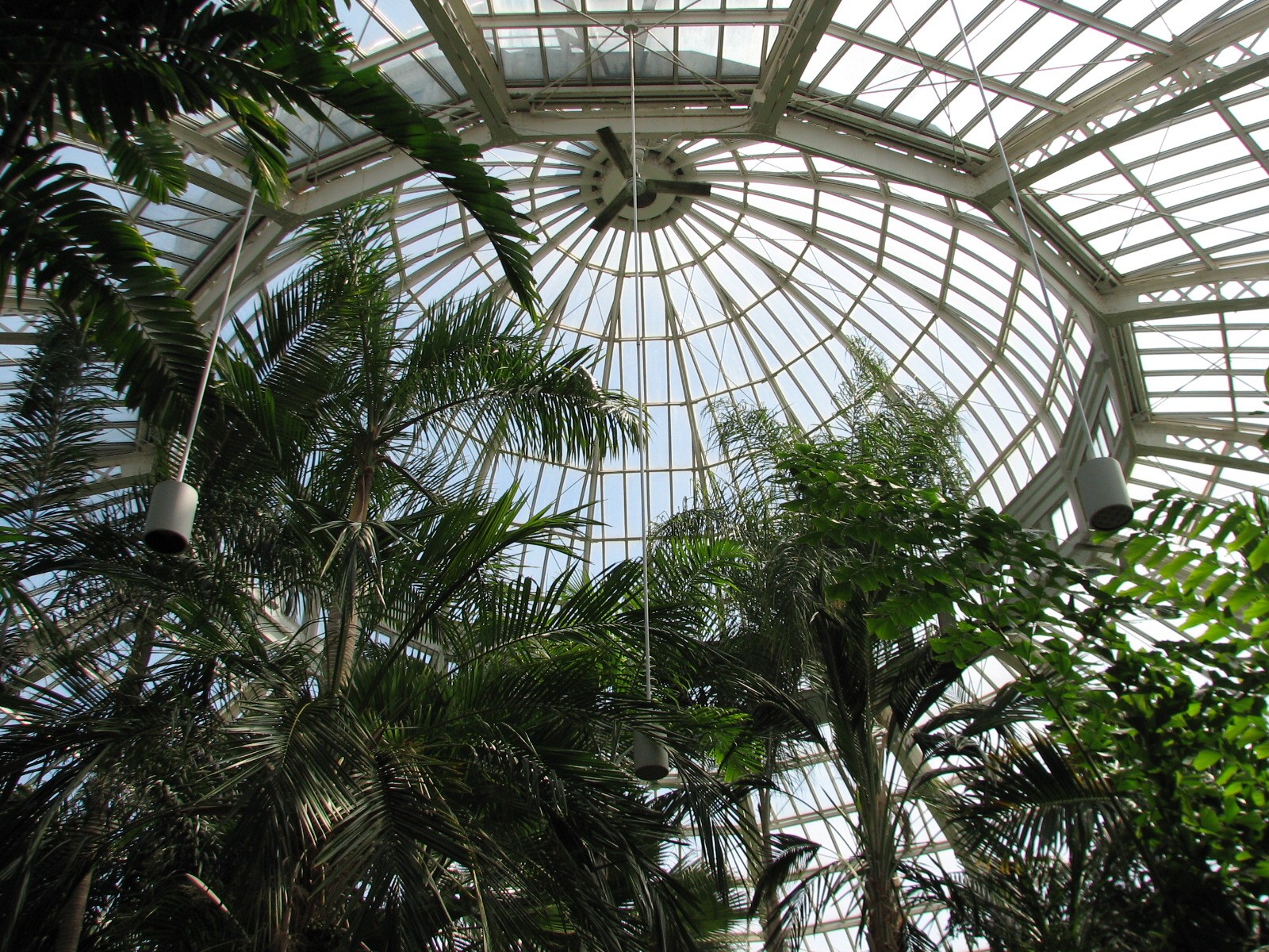 Marjorie McNeely Conservatory - Palm Dome