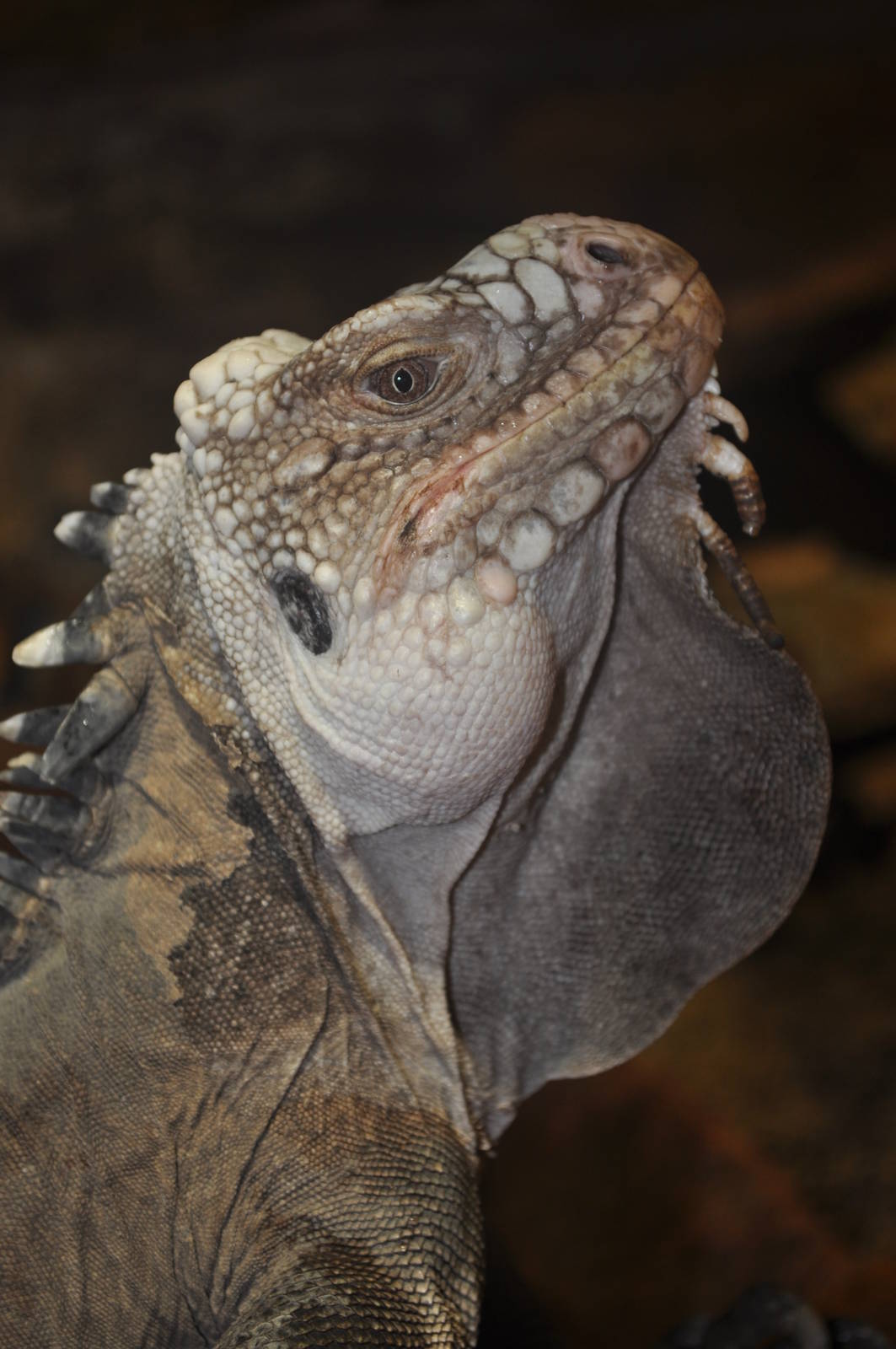 Mark - Lesser Antillean Iguana