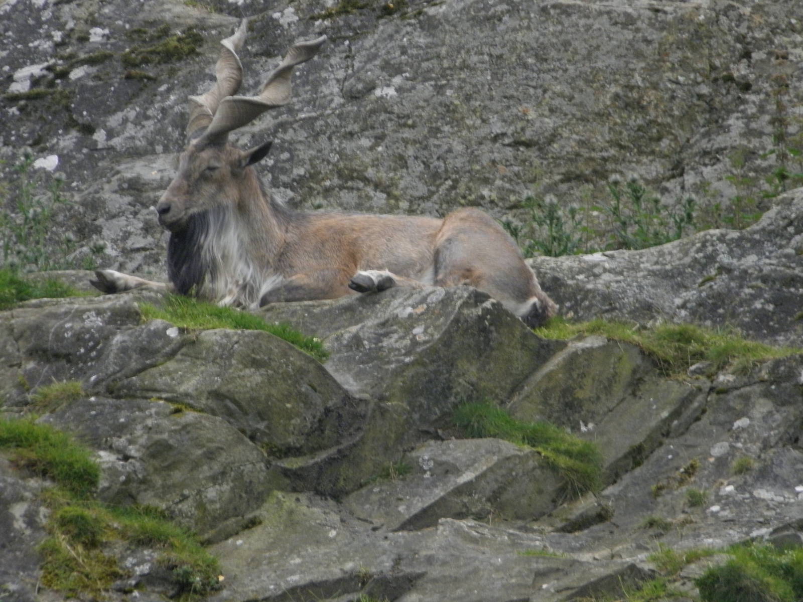 markhor 0