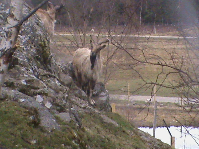 markhor 04/10