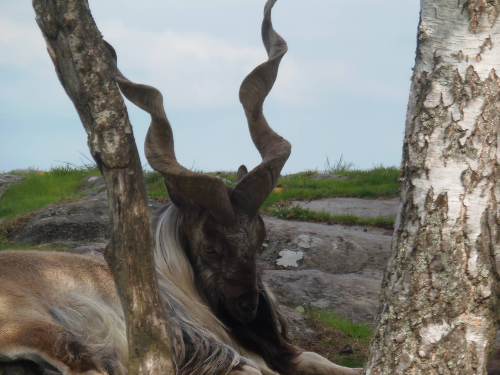 Markhor   25/08/13