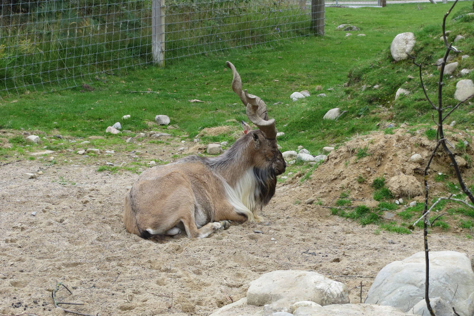 Markhor 250815