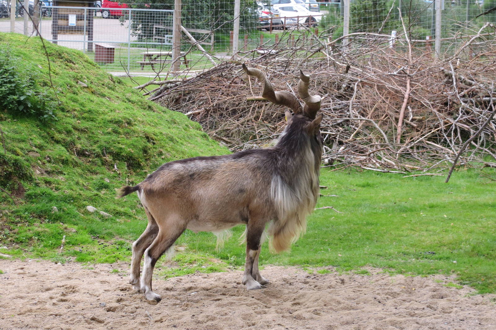 Markhor 250815