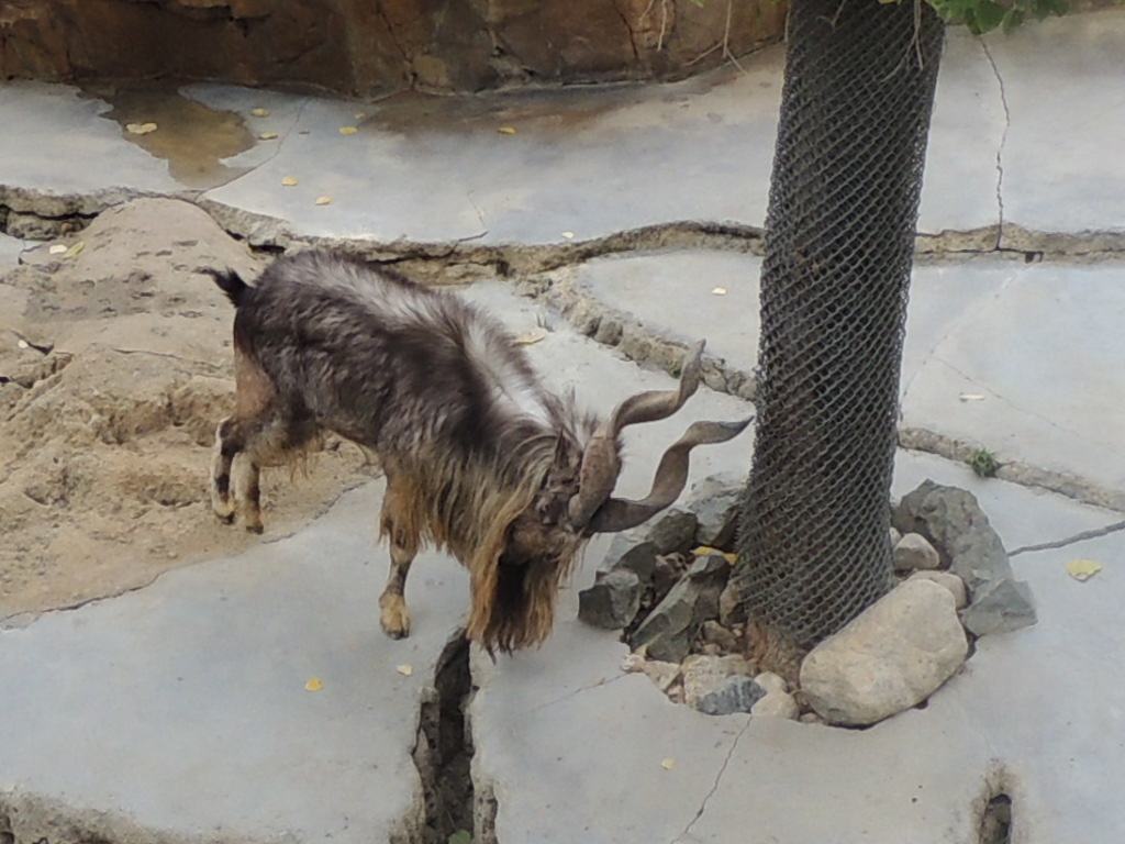 Markhor (5)