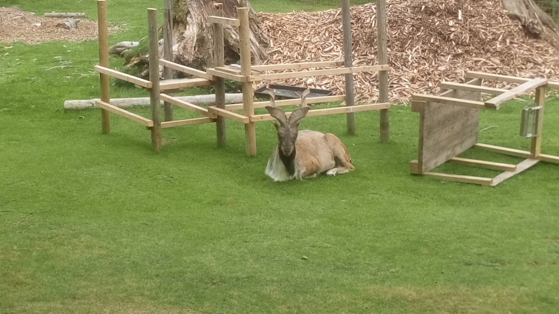 Markhor 6/9/21