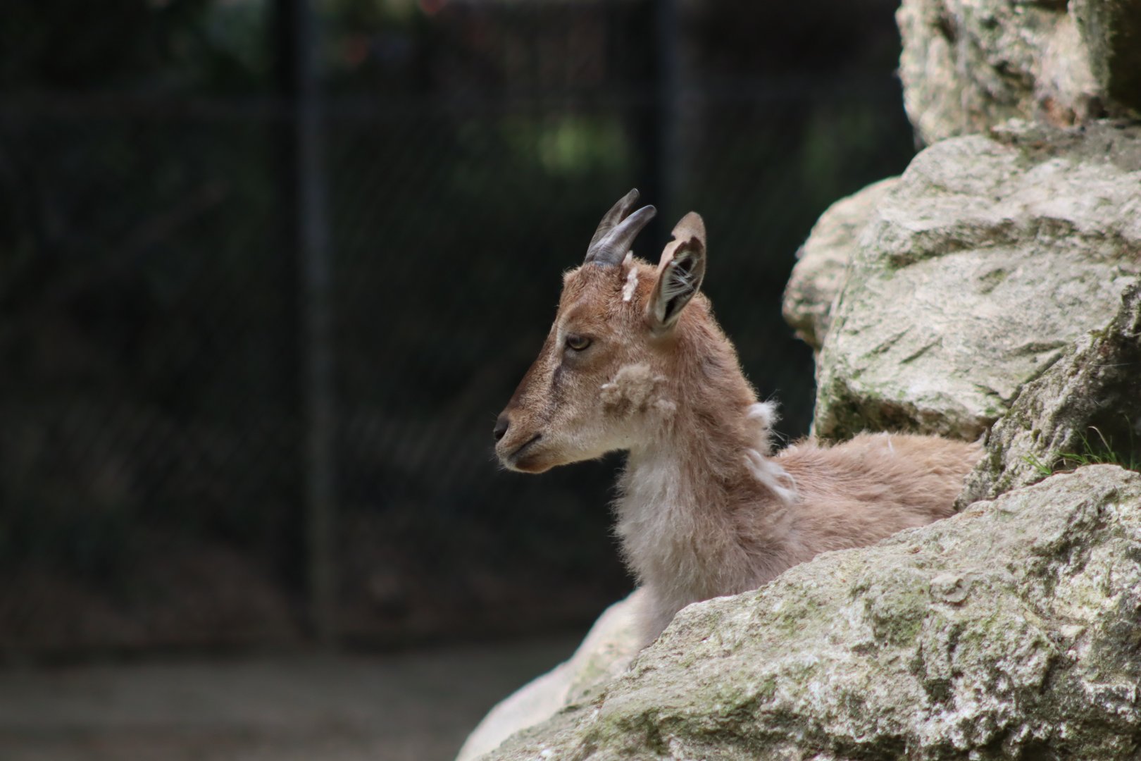 Markhor - 6th July 2024