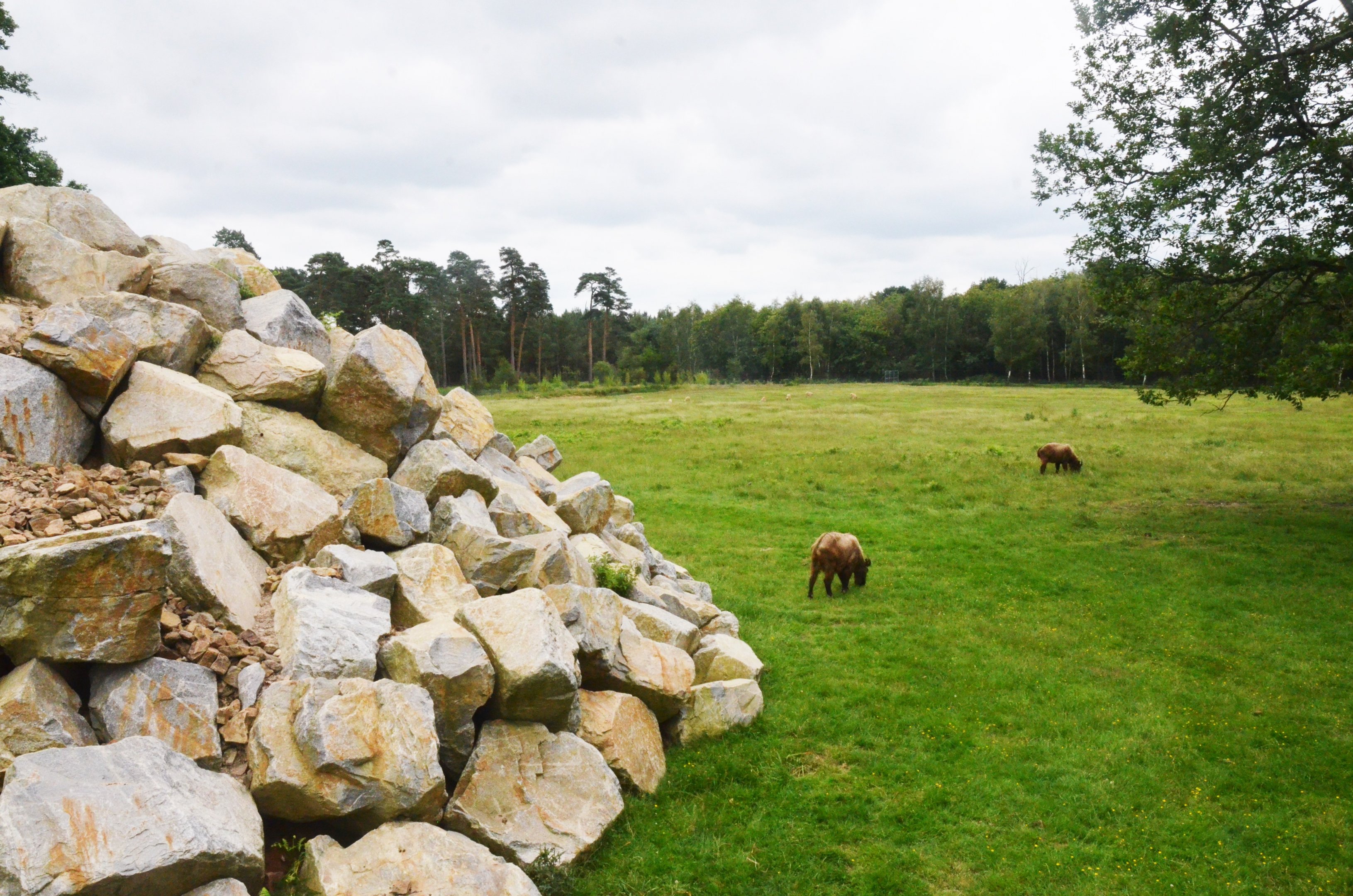 Markhor and Takin Enclosure at Haute-Touche, 14/06/18