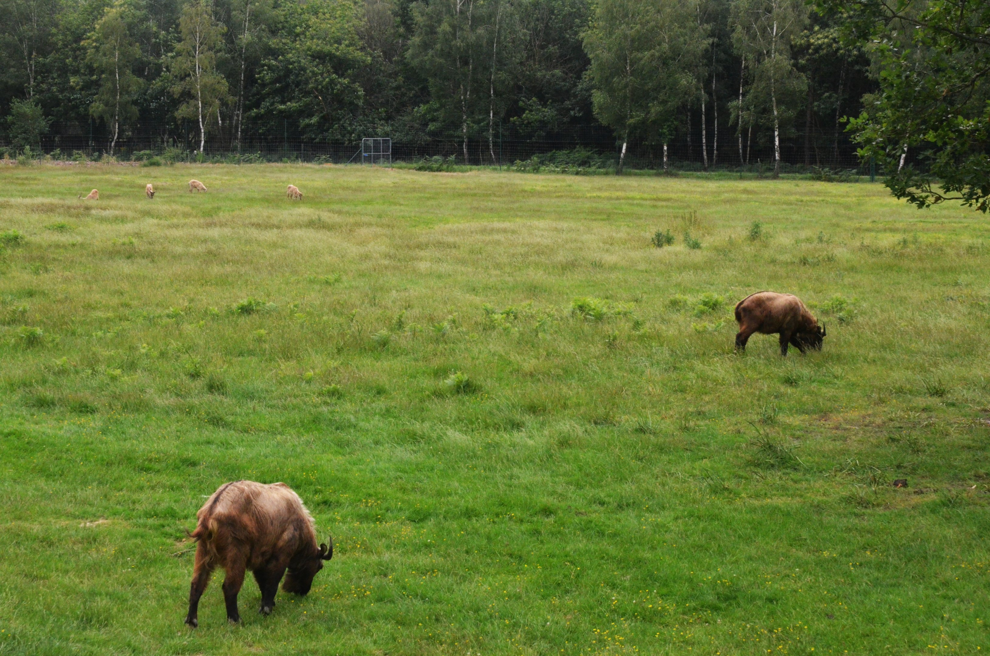 Markhor and Takins at Haute-Touche, 14/06/18