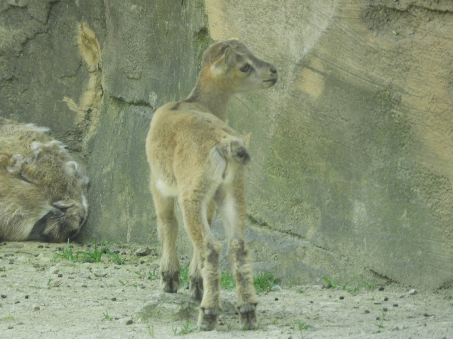 Markhor (Capra falconeri) kid