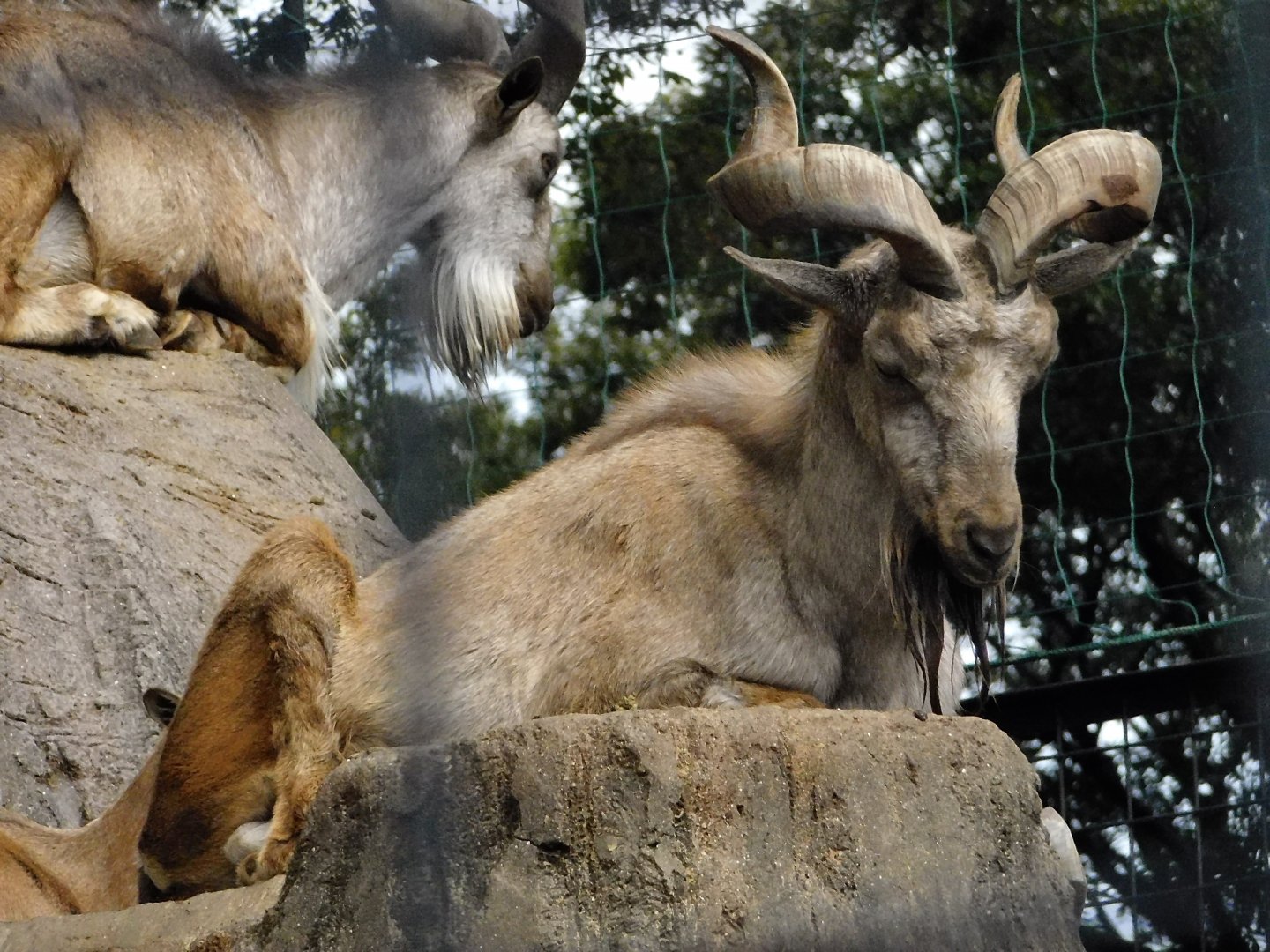Markhor (Capra falconeri) - Yumemigasaki Zoological Park October 12, 2025