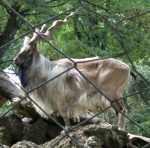Markhor (Capra falconeri)