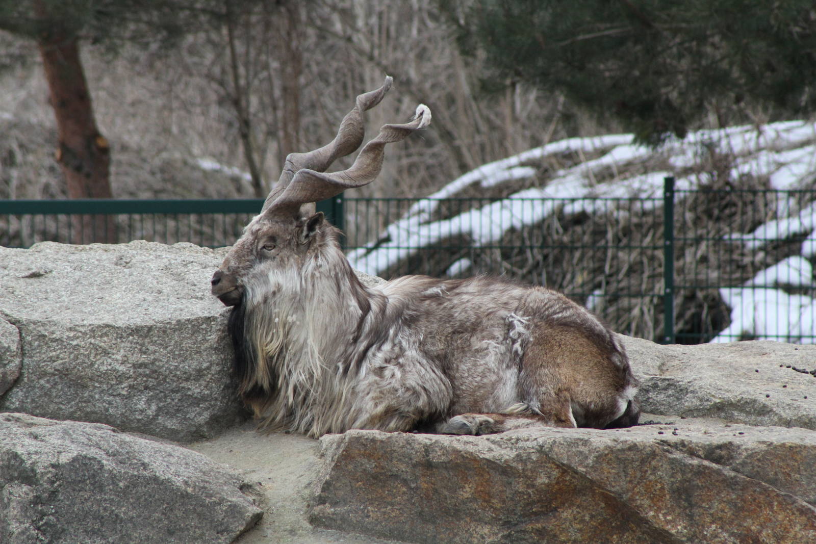 Markhor (Capra falconeri)