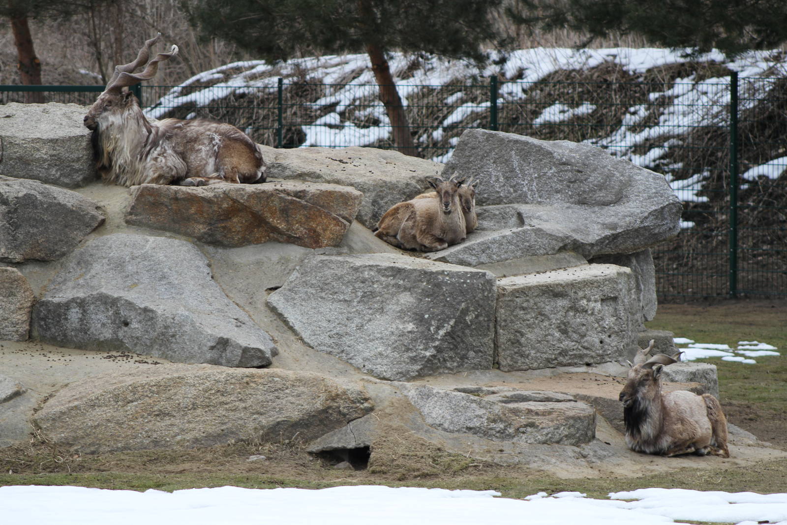 Markhor (Capra falconeri)