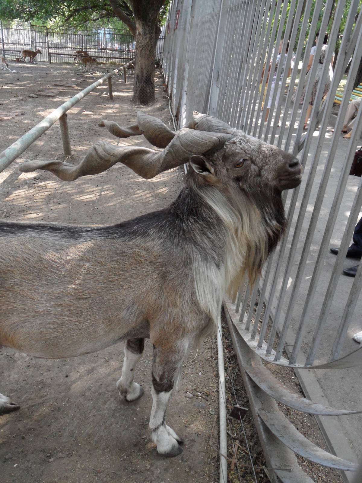 Markhor/Capra falconeri