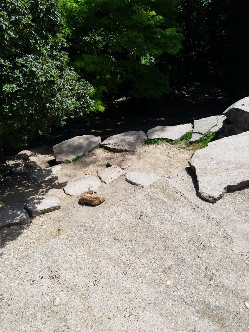 Markhor (Capra falconeri)