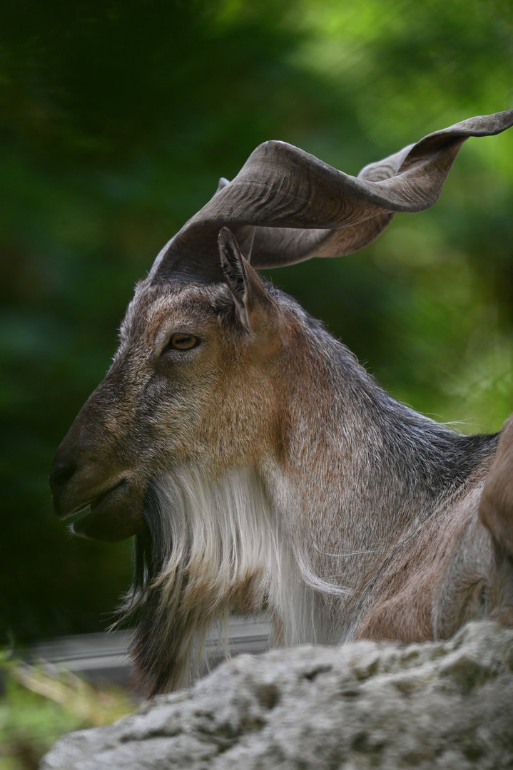 Markhor (Capra falconeri)