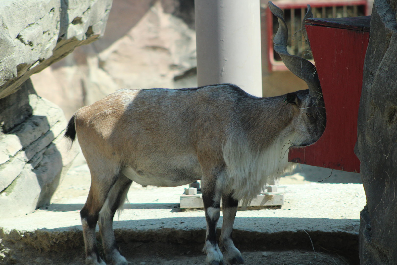 Markhor (Capra falconeri)