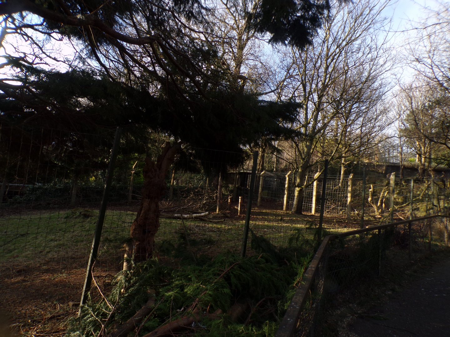 Markhor enclosure 1.3.25