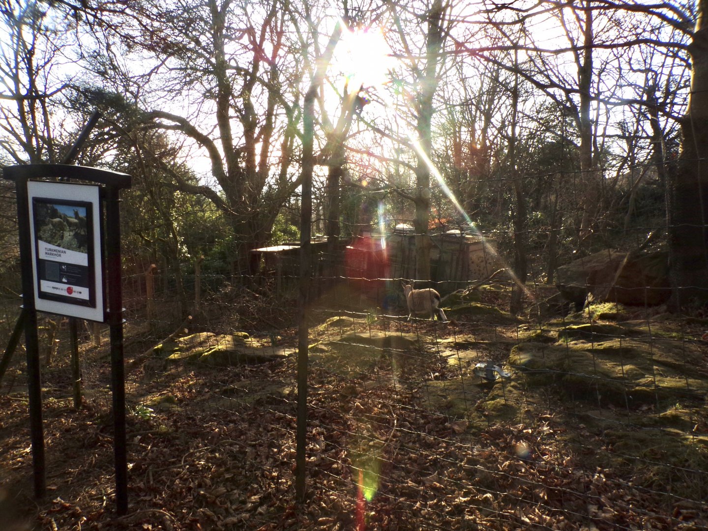 Markhor enclosure 1.3.25