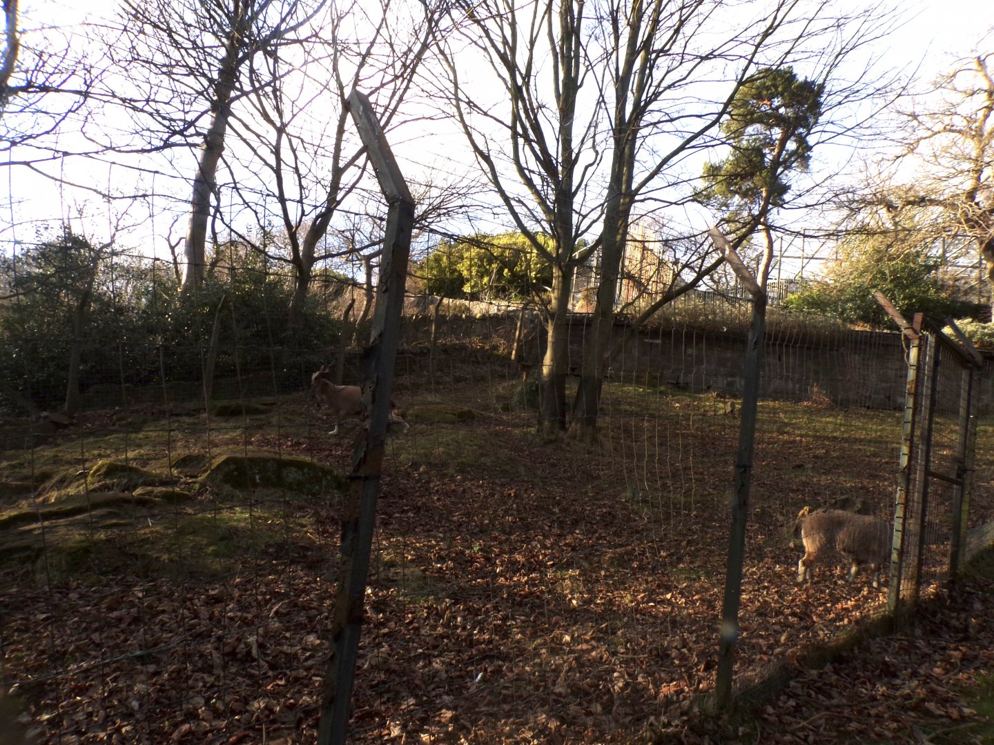 Markhor enclosure 1.3.25