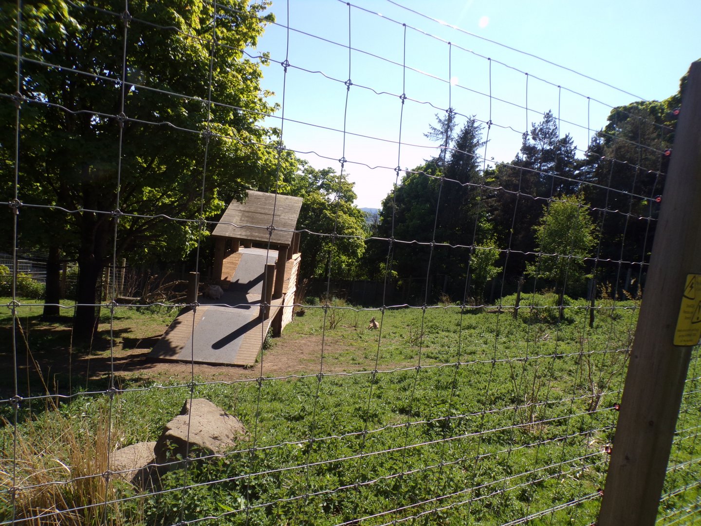 Markhor enclosure 20.5.24