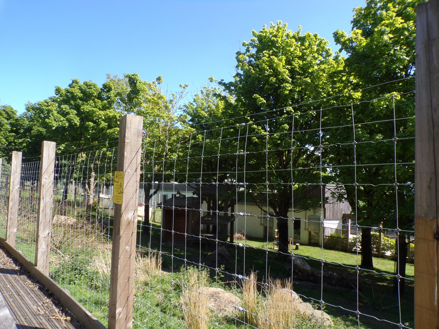 Markhor enclosure 20.5.24