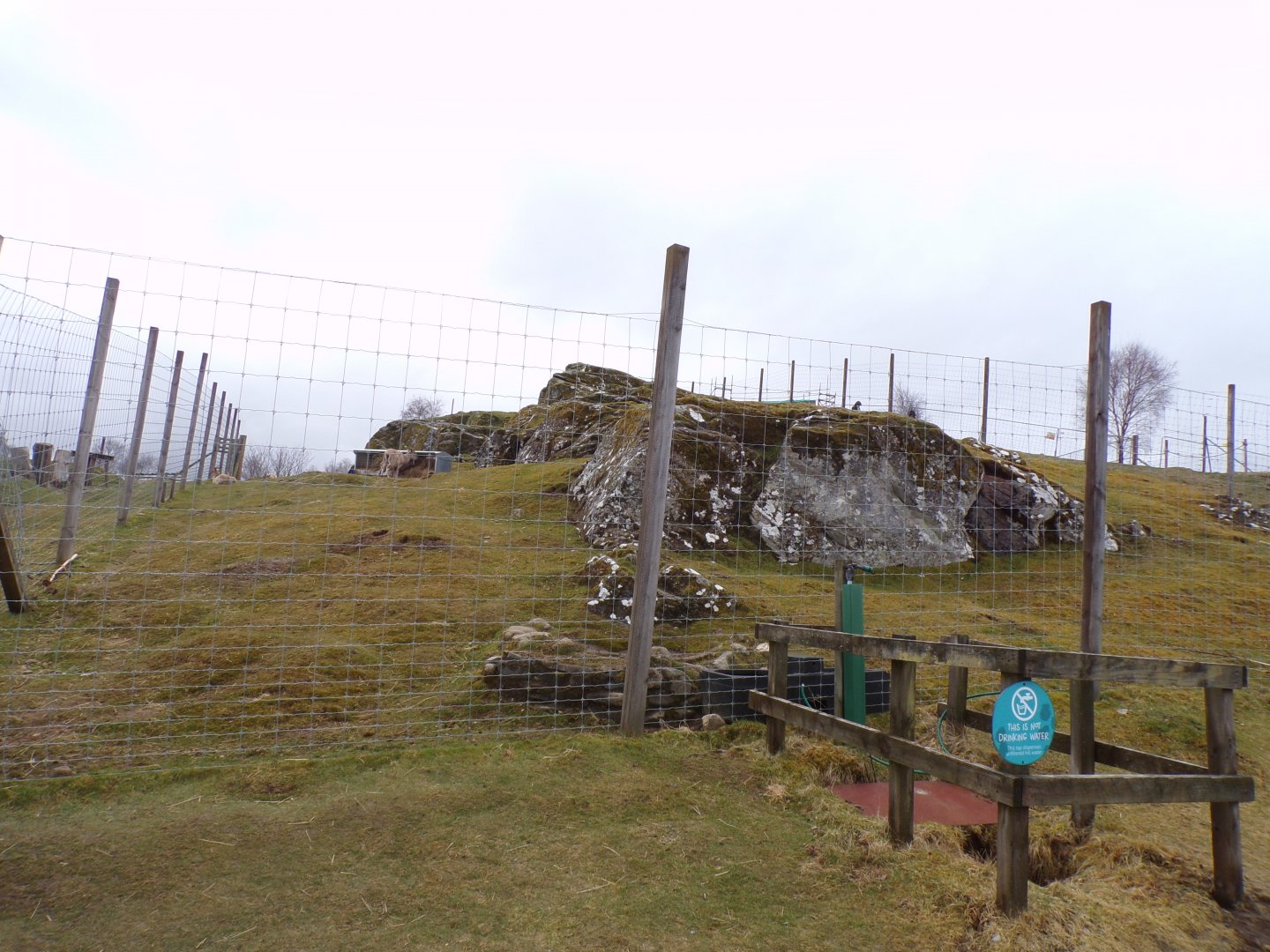 Markhor enclosure 5.4.24