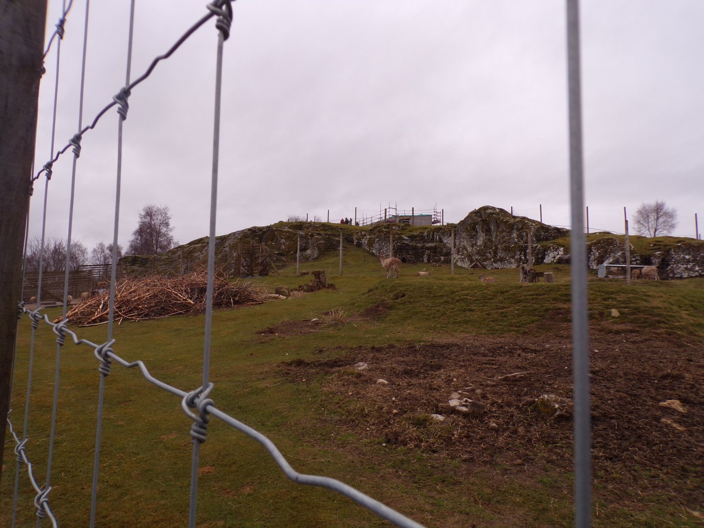 Markhor enclosure 5.4.24