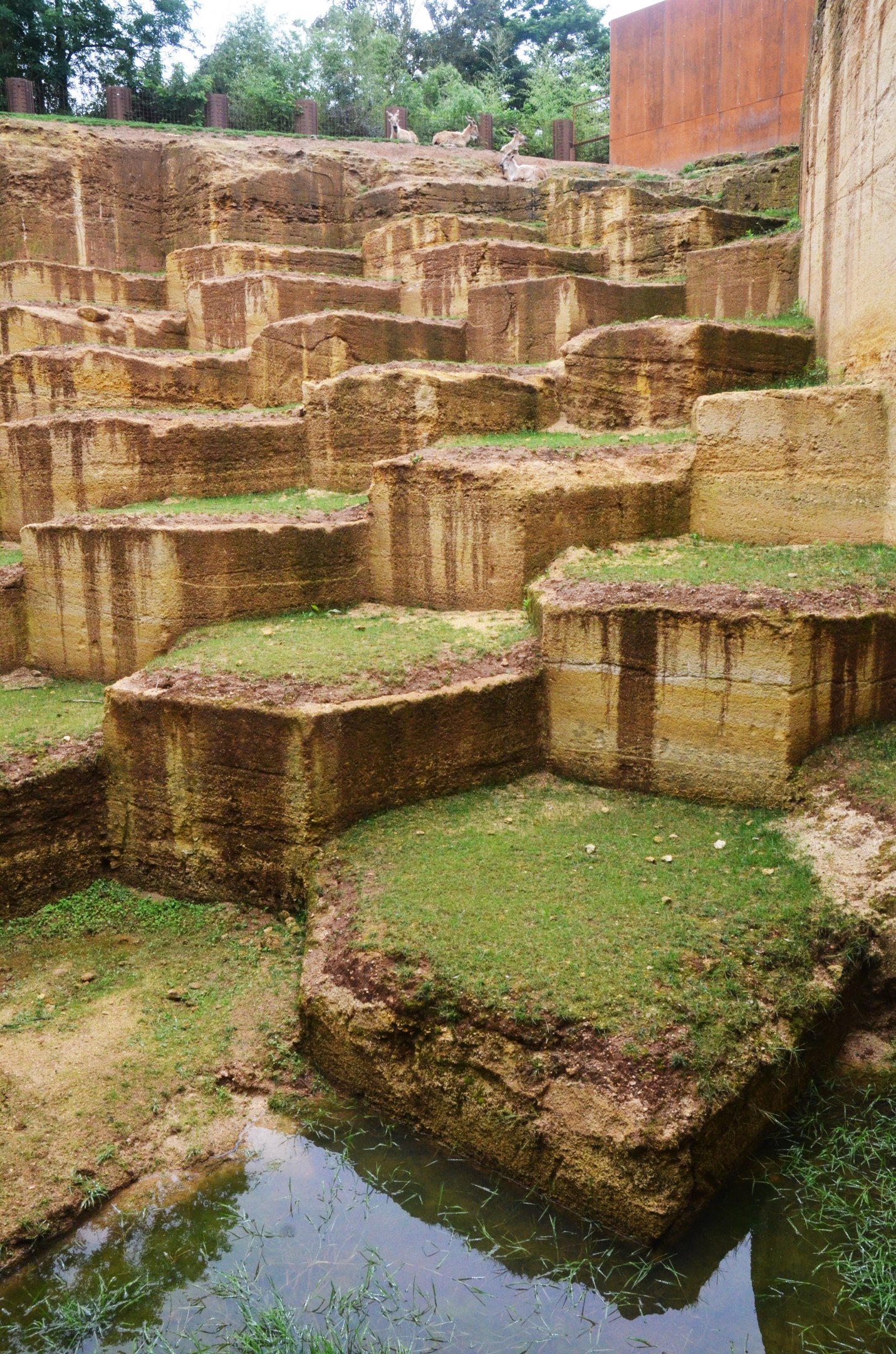 Markhor Enclosure at Doué-la-Fontaine, 15/06/18