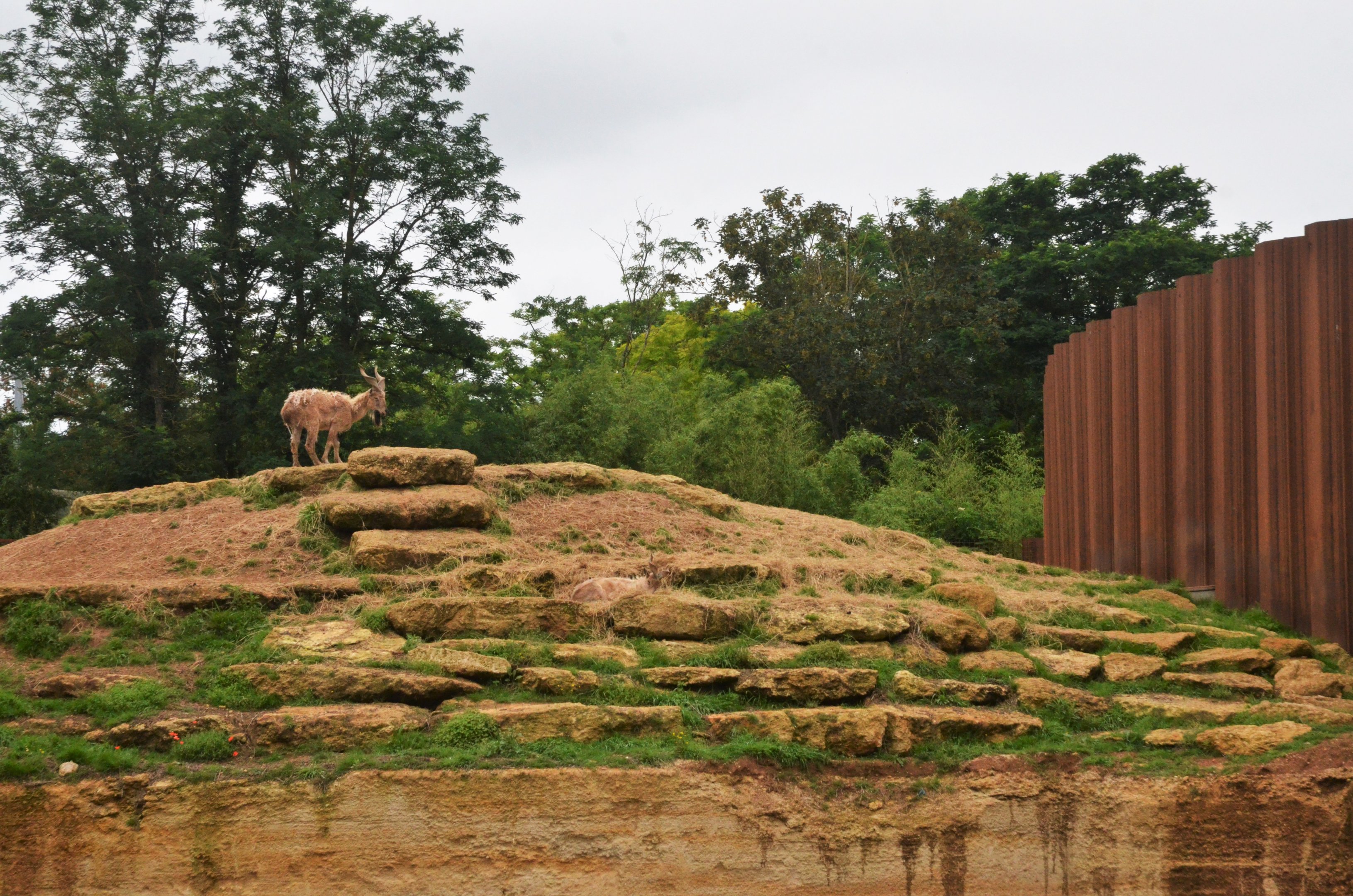 Markhor Enclosure from Upper Viewing Area at Doué-la-Fontaine, 15/06/18