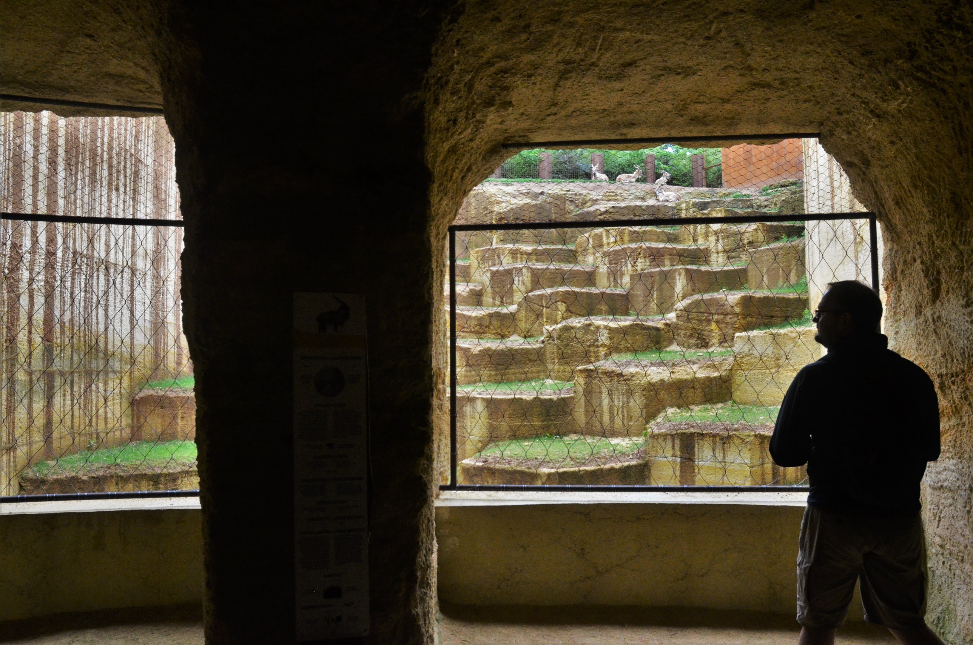 Markhor Enclosure Lower Viewing at Doué-la-Fontaine, 15/06/18