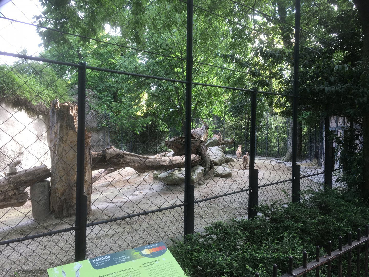 Markhor enclosure
