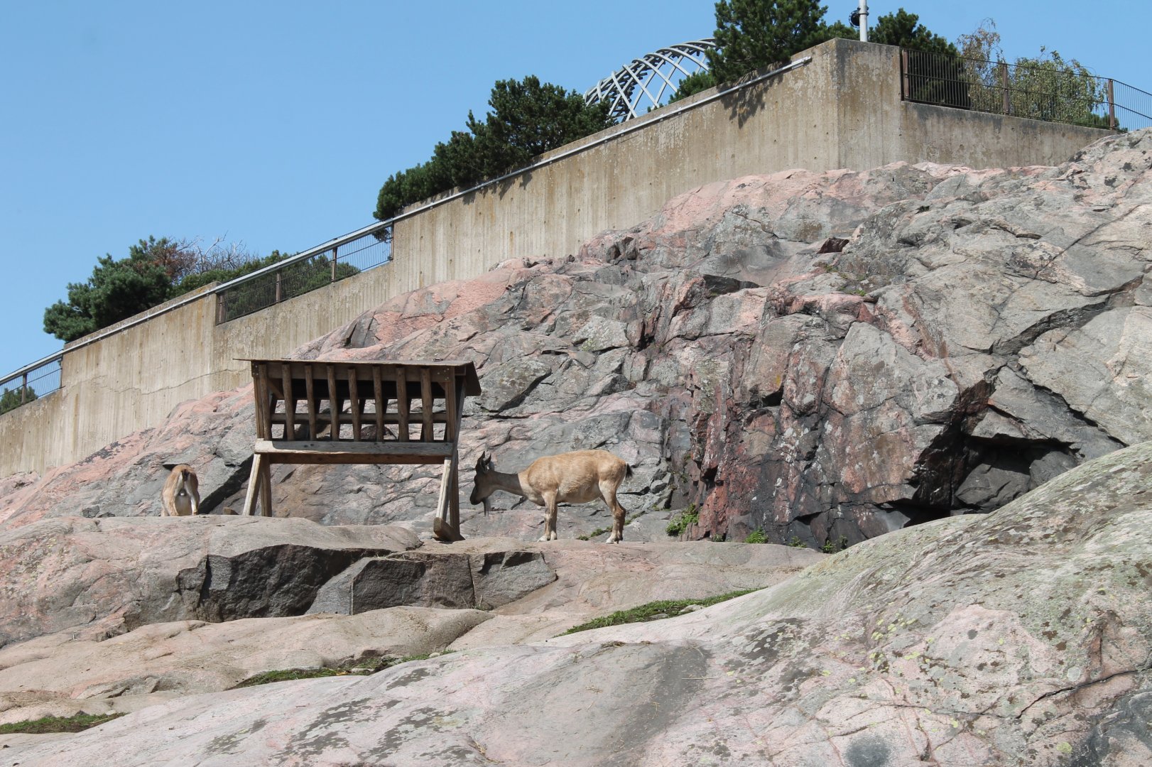 Markhor Enclosure