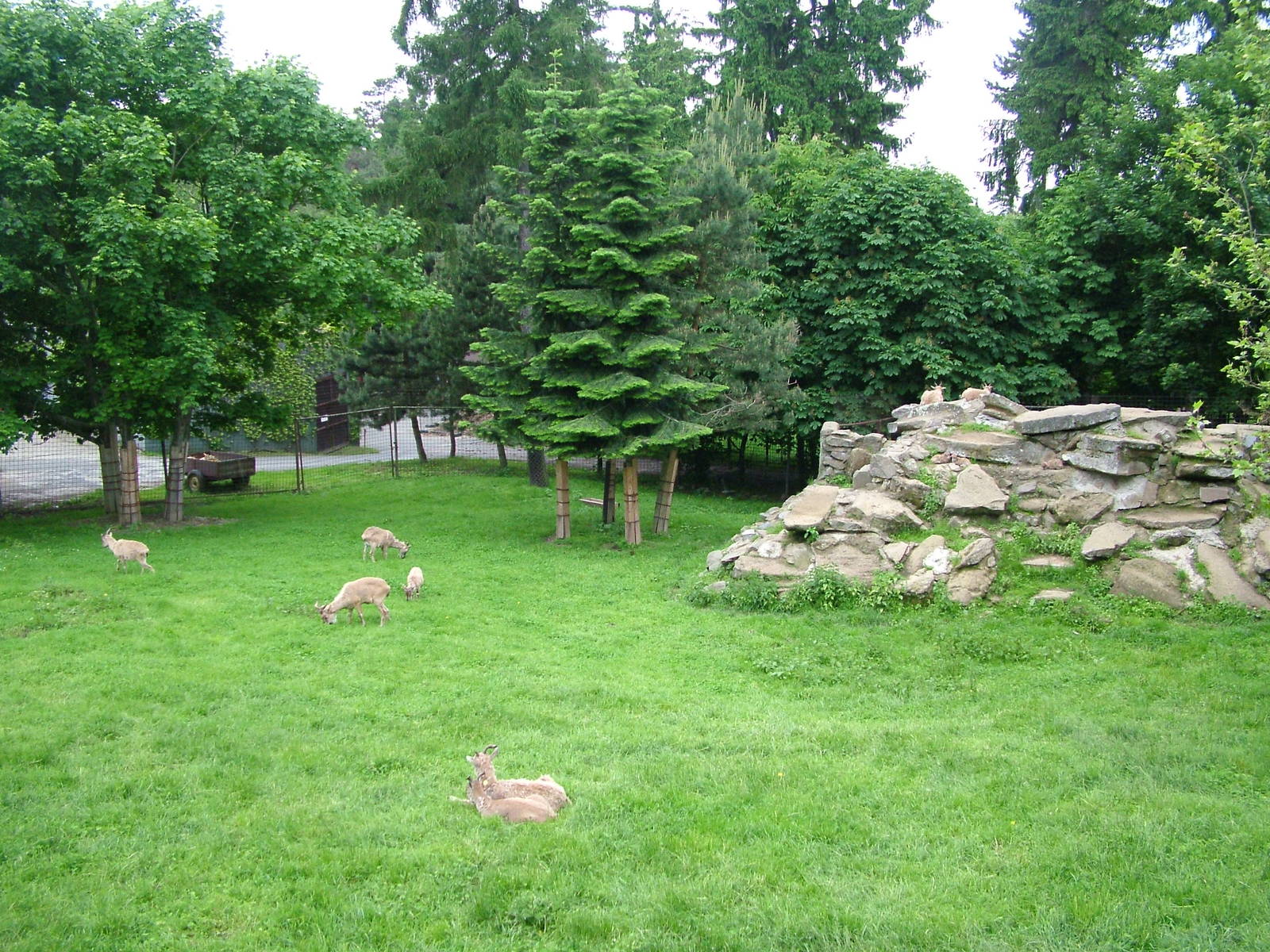 Markhor exhibit at Olomouc 30/05/09