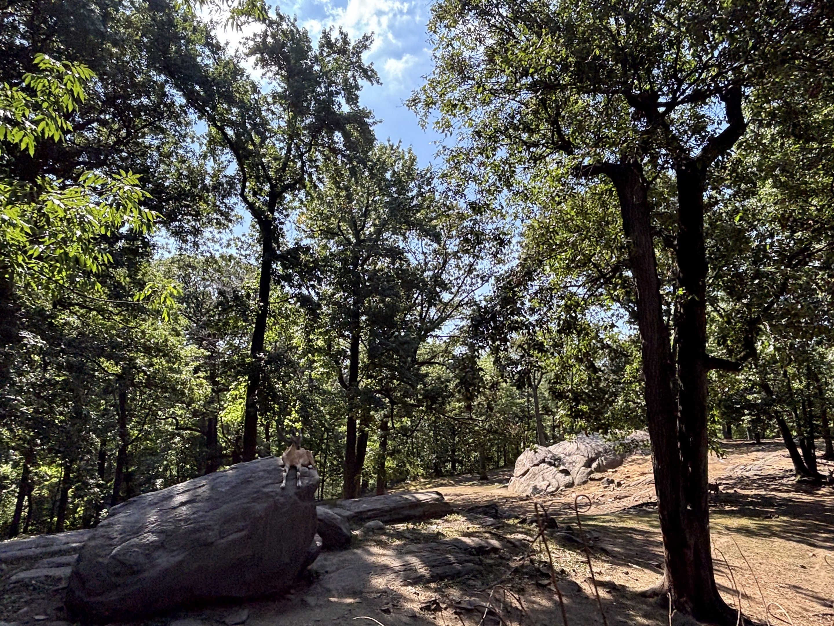 Markhor Exhibit - Wild Asia
