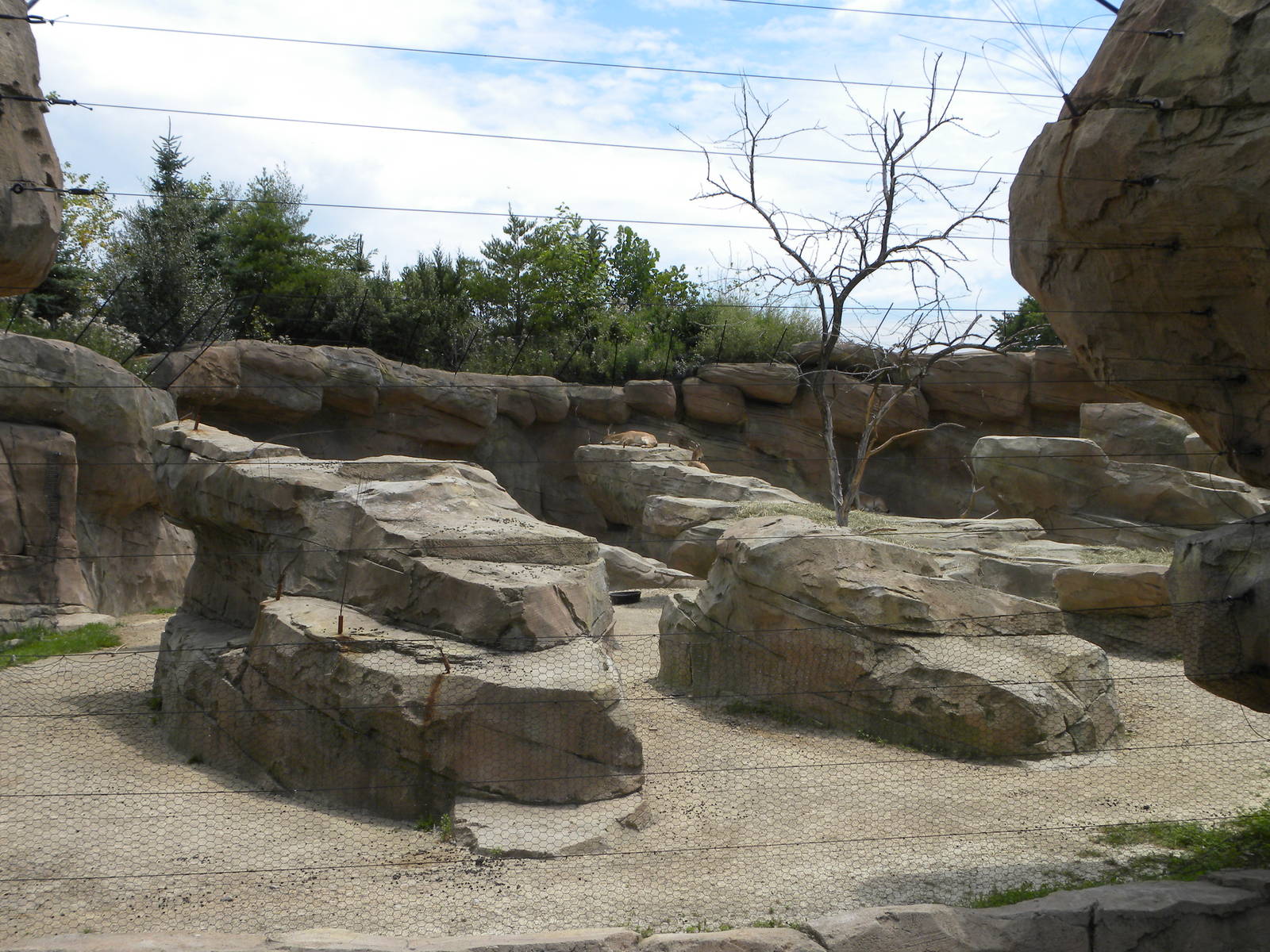 markhor exhibit