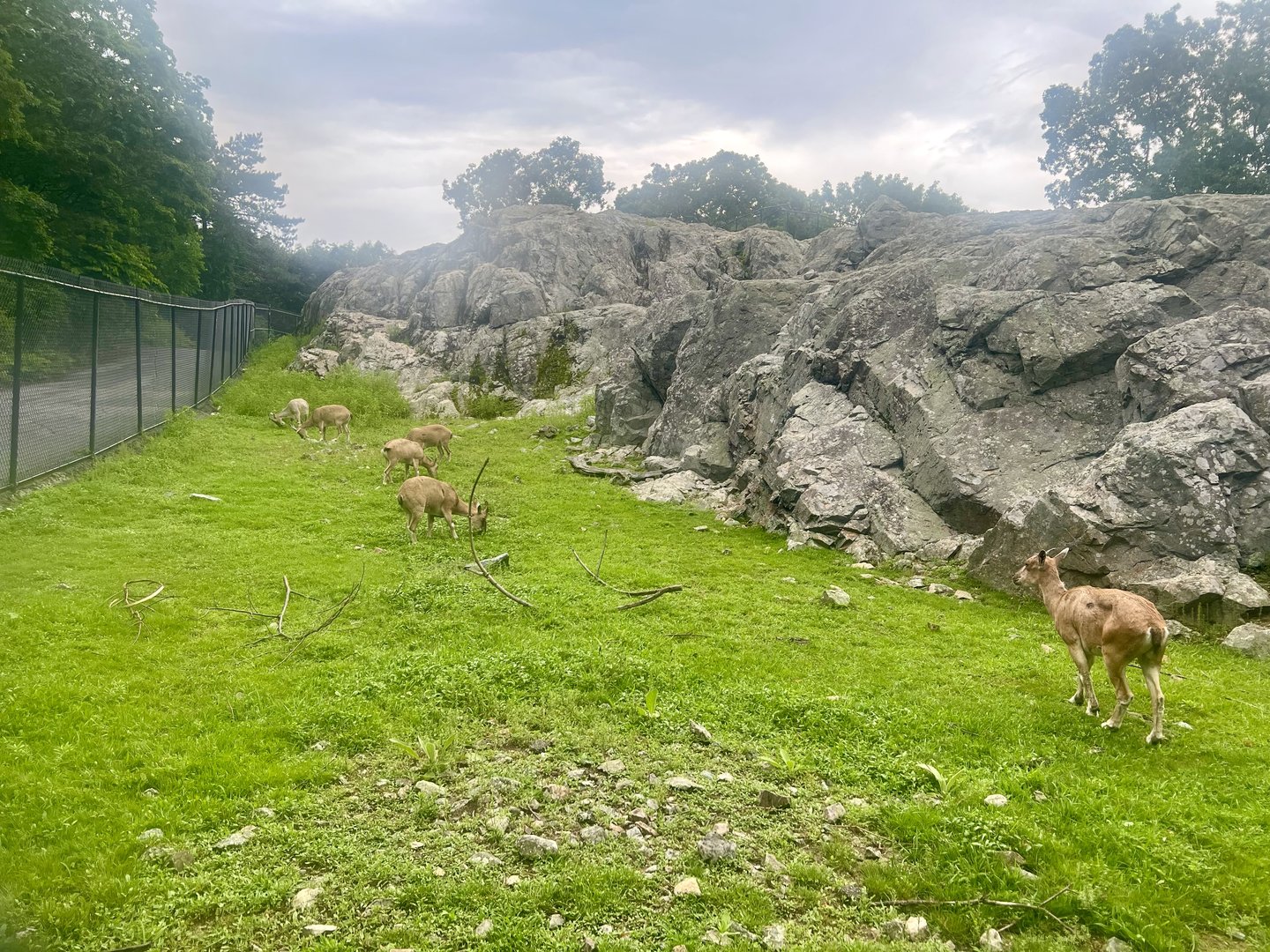 Markhor Exhibit